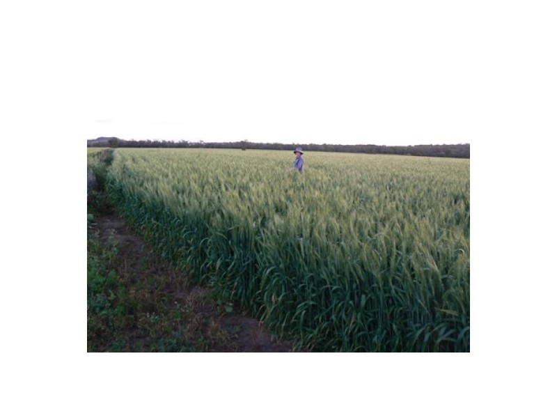 “Booraba”, North Star NSW 2408