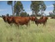“Goodar Station”, Goondiwindi QLD 4390