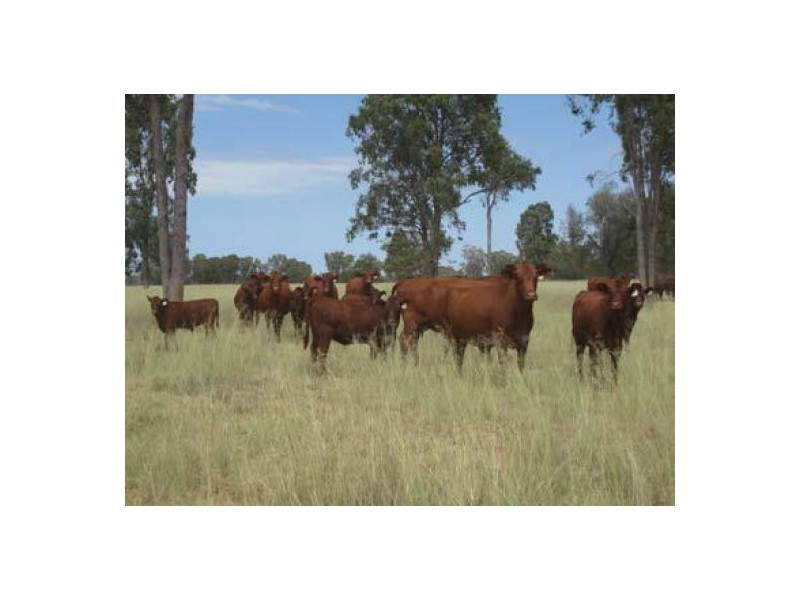 “Goodar Station”, Goondiwindi QLD 4390
