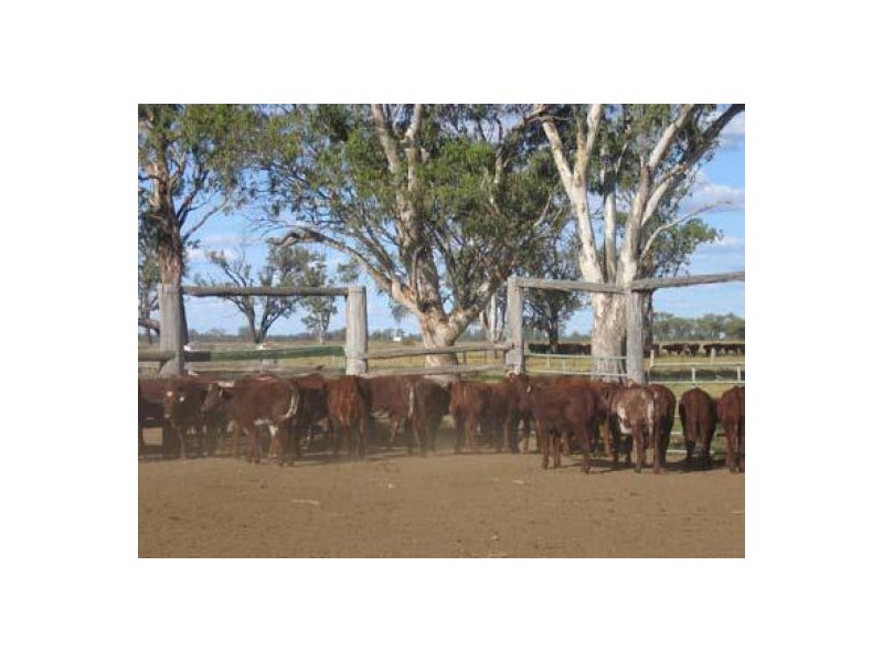 “Goodar Station”, Goondiwindi QLD 4390