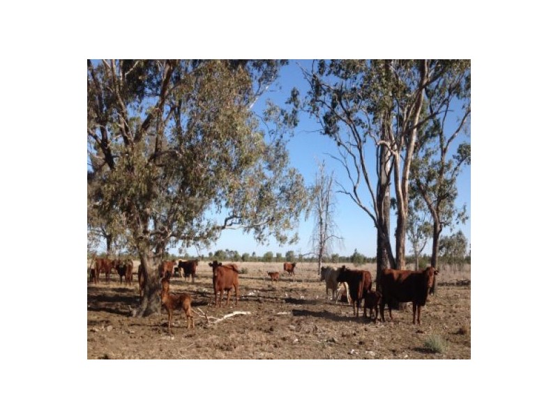 “Goodar Station”, Goondiwindi QLD 4390