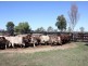 “Boonal Station”, Boggabilla NSW 2409