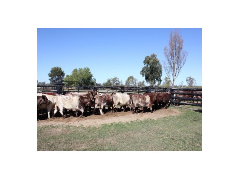 “Boonal Station”, Boggabilla NSW 2409