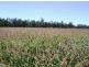 “Boonal Station”, Boggabilla NSW 2409