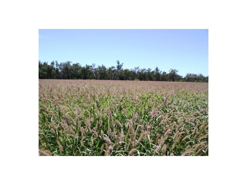 “Boonal Station”, Boggabilla NSW 2409