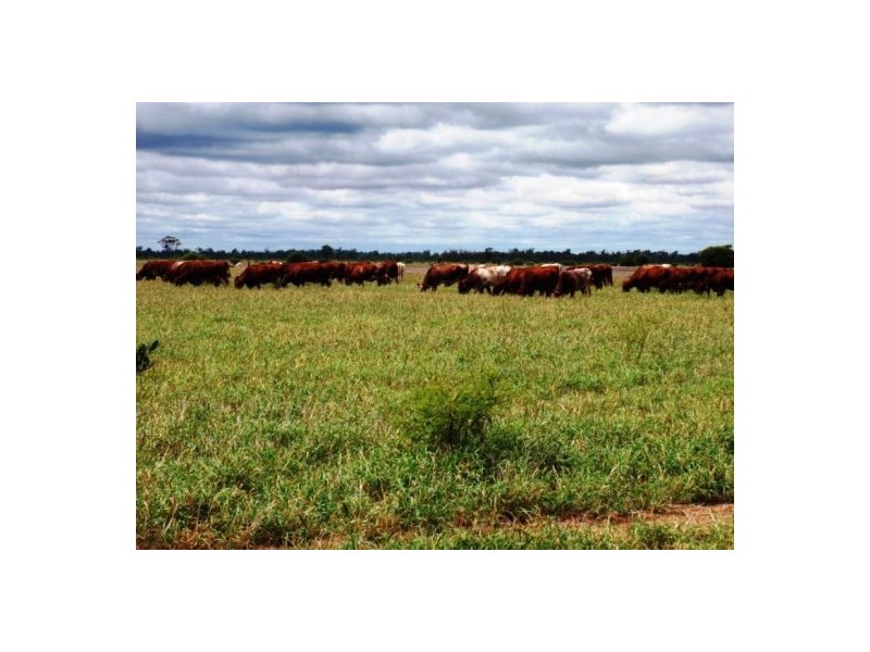 “Boonal Station”, Boggabilla NSW 2409