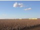 “Boonal Station”, Boggabilla NSW 2409