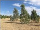 Lot 33 Bendygleet Road, Moree NSW 2400