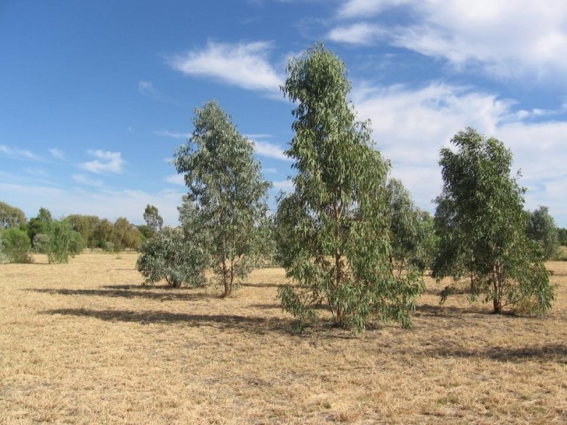 Lot 33 Bendygleet Road, Moree NSW 2400