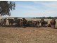 . “Koinonia”,, Biniguy NSW 2399