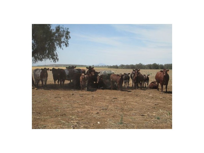 . “Koinonia”,, Biniguy NSW 2399