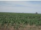. “Koinonia”,, Biniguy NSW 2399