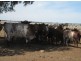 . “Koinonia”,, Biniguy NSW 2399