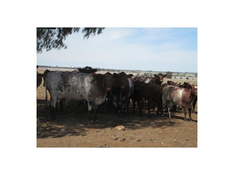 . “Koinonia”,, Biniguy NSW 2399