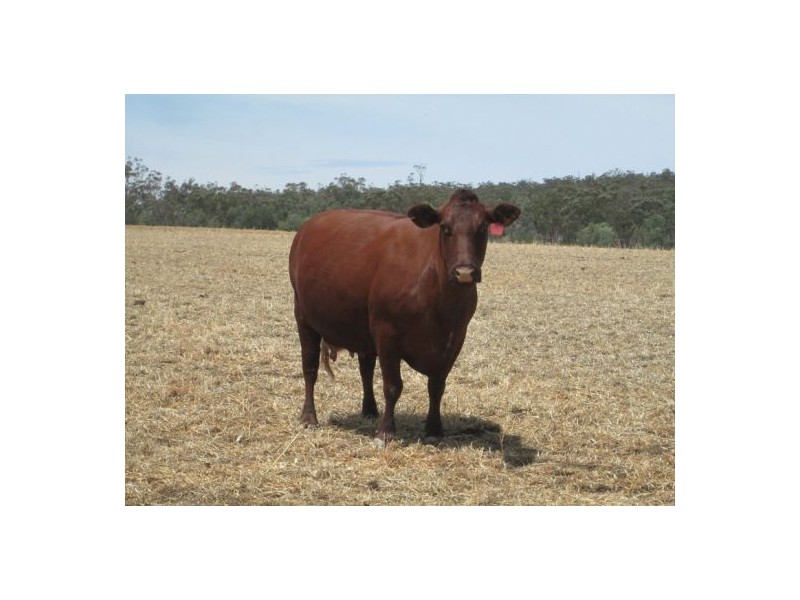 . “Glenhope”,, Gravesend NSW 2401