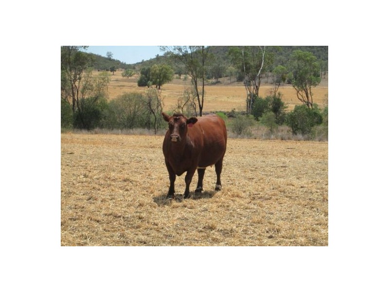 . “Glenhope”,, Gravesend NSW 2401