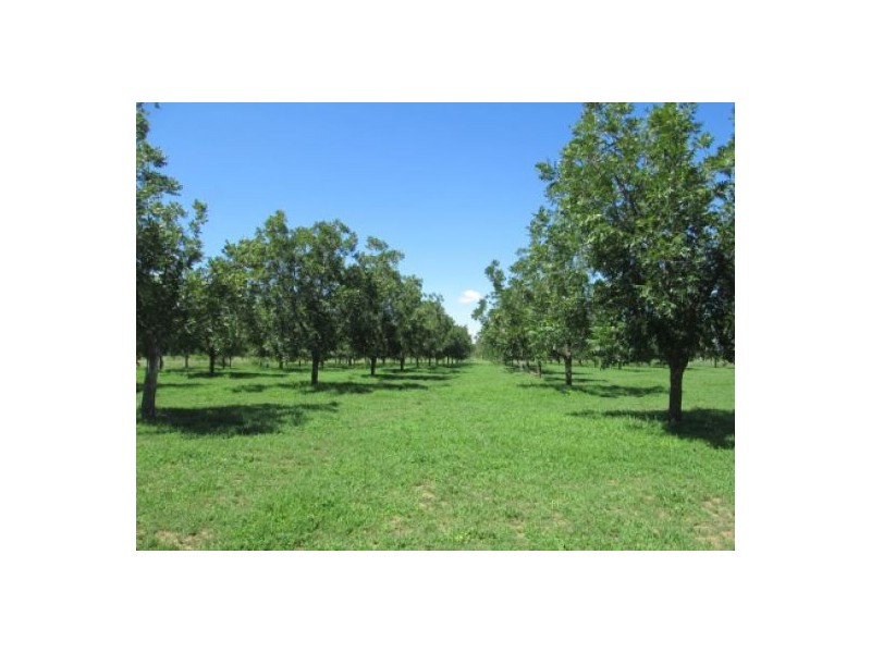 Wongabeena Gwydir Highway, Biniguy NSW 2399