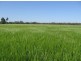 “Burr Island”, Moree NSW 2400