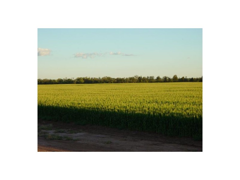 Yarramildi & Riverside, Mungindi NSW 2406