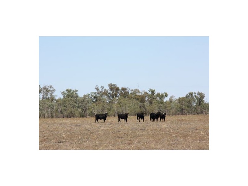 Yarramildi & Riverside, Mungindi NSW 2406