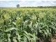 North Star NSW 2408