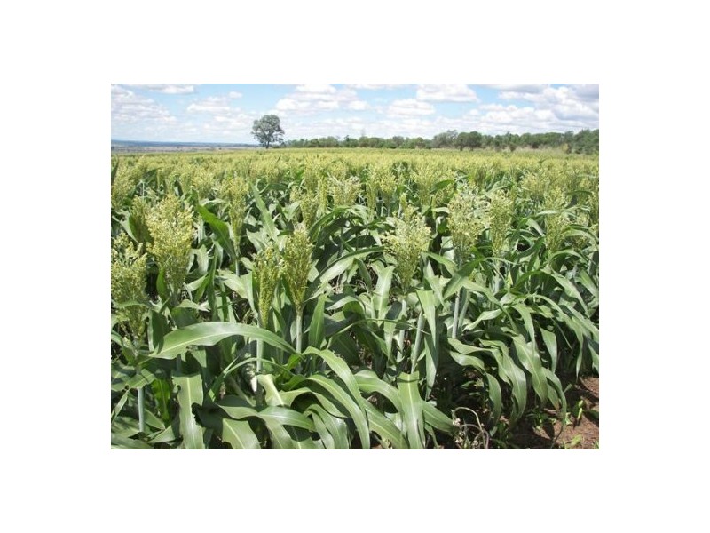 North Star NSW 2408