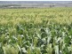 North Star NSW 2408