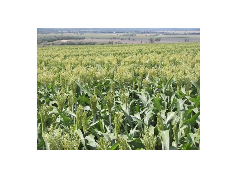 North Star NSW 2408