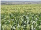 North Star NSW 2408