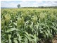 North Star NSW 2408