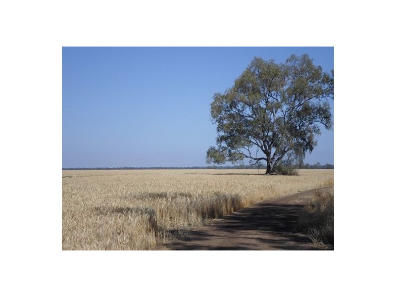 “Wongaree”, Moree NSW 2400
