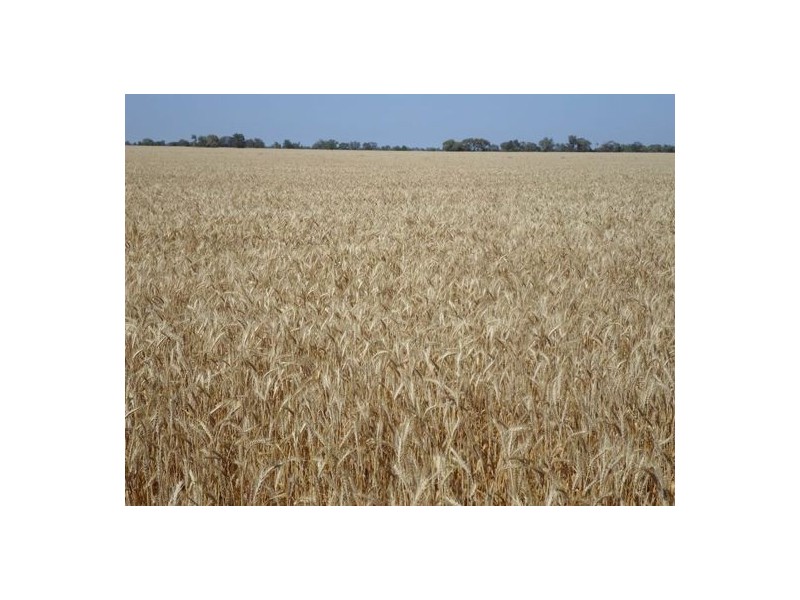 “Wongaree”, Moree NSW 2400