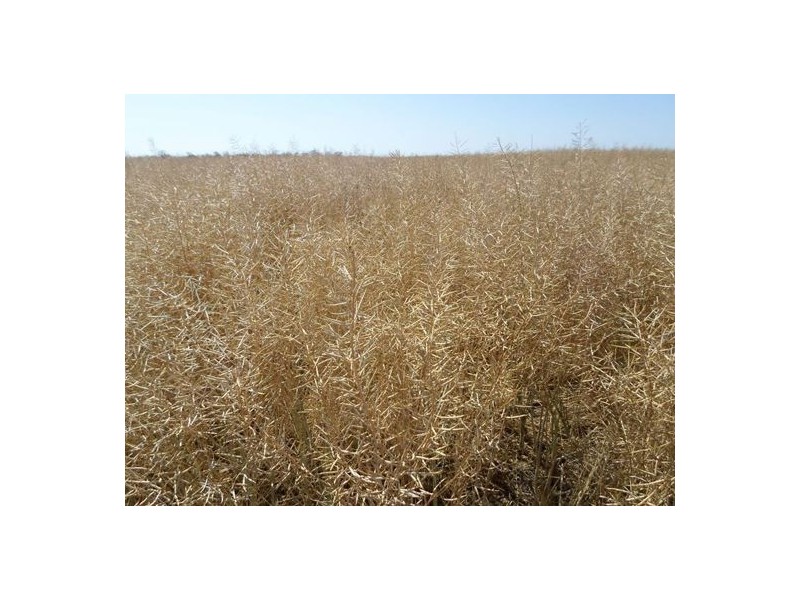 “Wongaree”, Moree NSW 2400