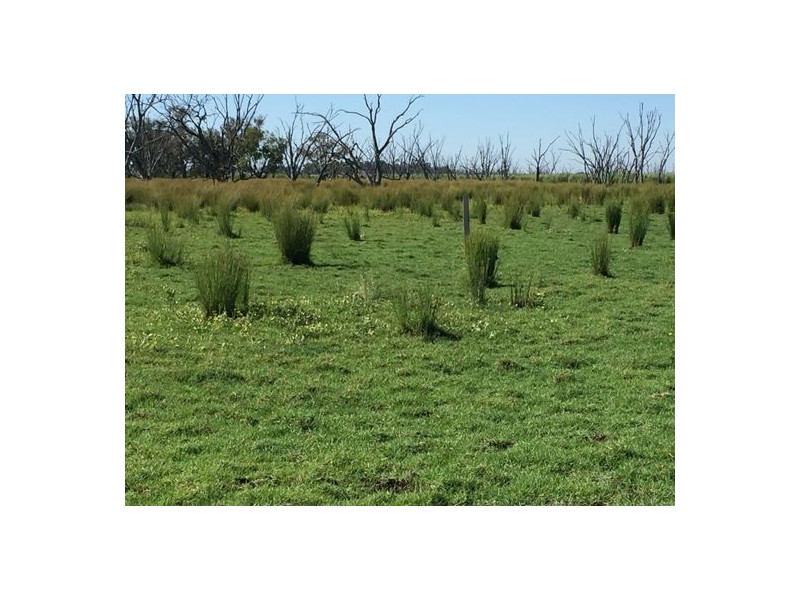 MOOLABULLA, Garah NSW 2405