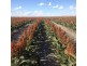 Benelkay Aggregation, Walgett NSW 2832