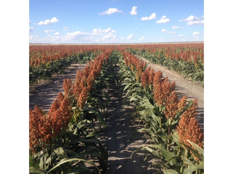 Benelkay Aggregation, Walgett NSW 2832