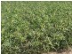Benelkay Aggregation, Walgett NSW 2832