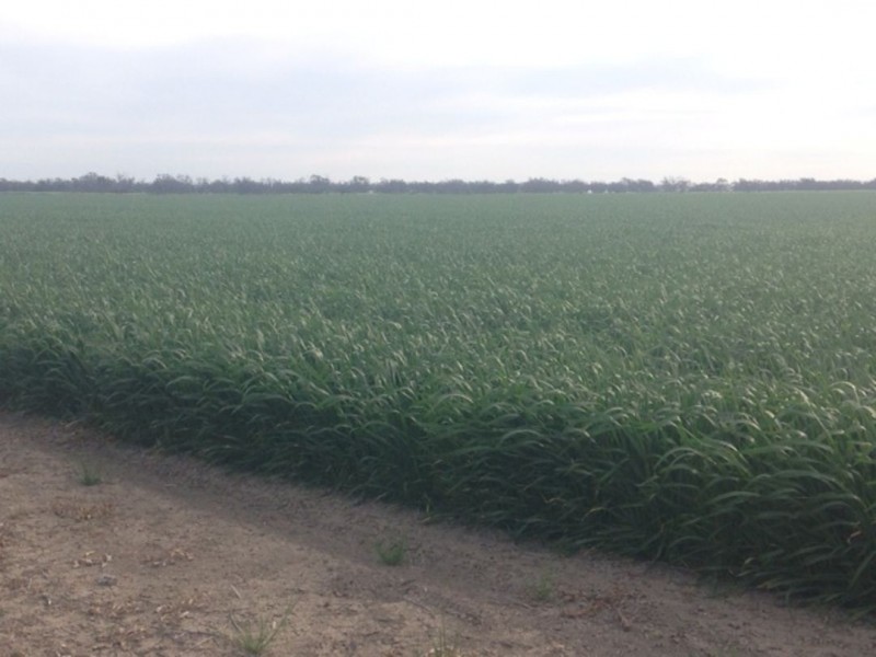 Benelkay Aggregation, Walgett NSW 2832