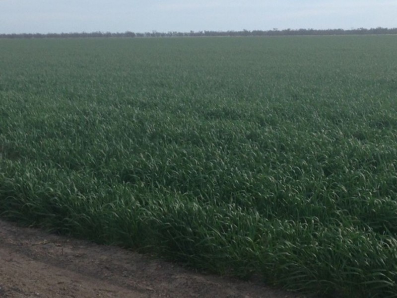 Benelkay Aggregation, Walgett NSW 2832