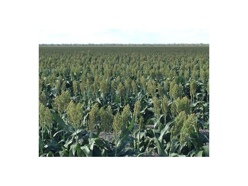 Benelkay Aggregation, Walgett NSW 2832