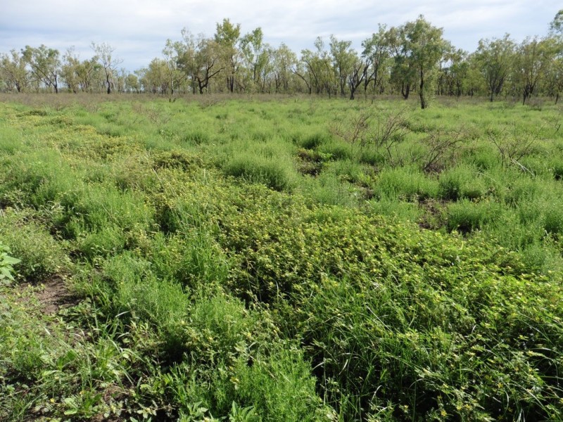 “Woodbine”, Moree NSW 2400