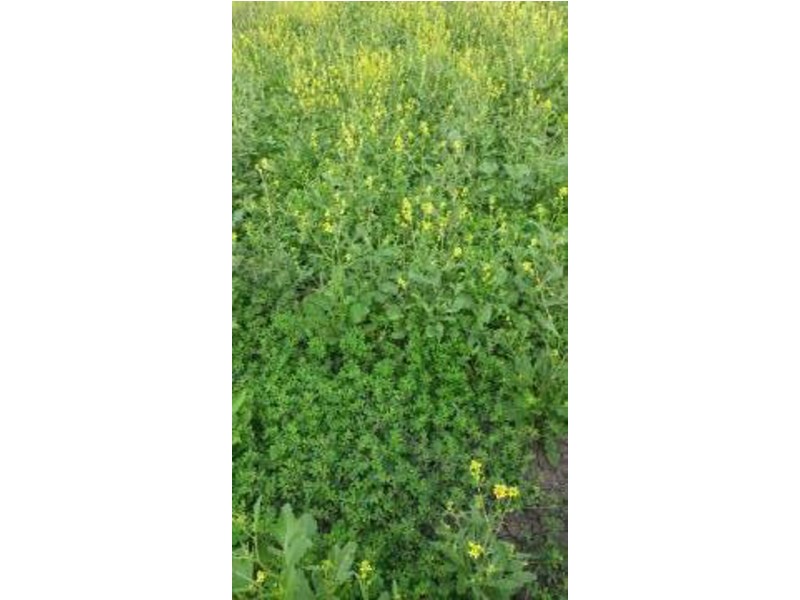 “Woodbine”, Moree NSW 2400