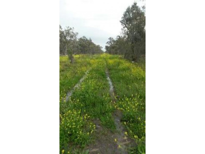 “Woodbine”, Moree NSW 2400