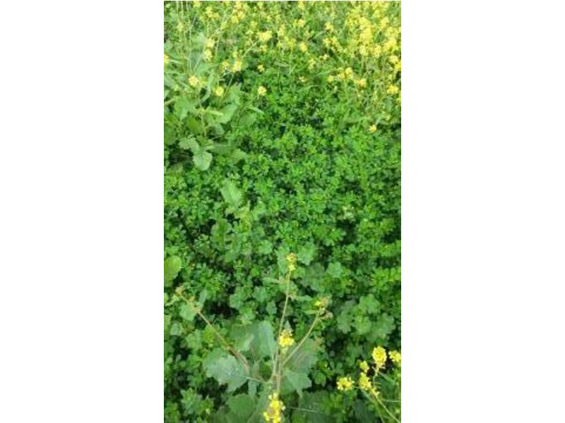 “Woodbine”, Moree NSW 2400