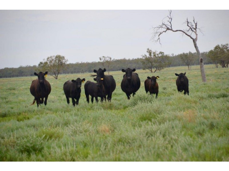 Malabar, Walgett NSW 2832