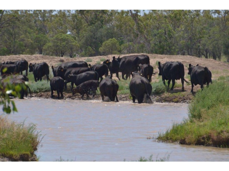 Malabar, Walgett NSW 2832