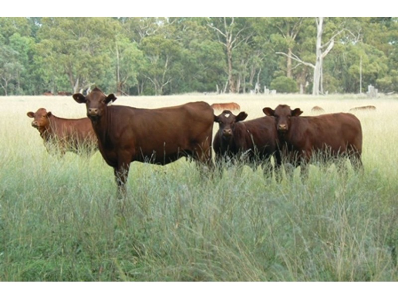 “Irragappa”, Bellata NSW 2397