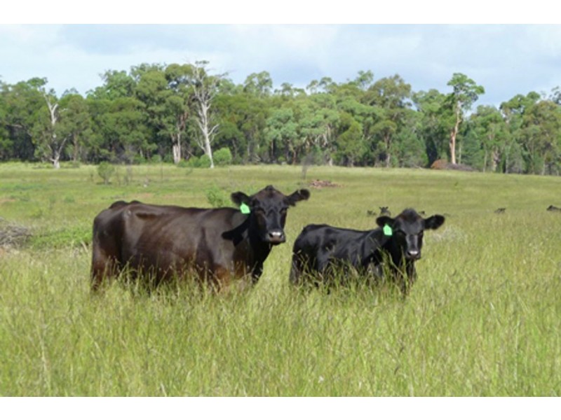 “Irragappa”, Bellata NSW 2397