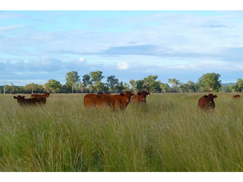 “Irragappa”, Bellata NSW 2397