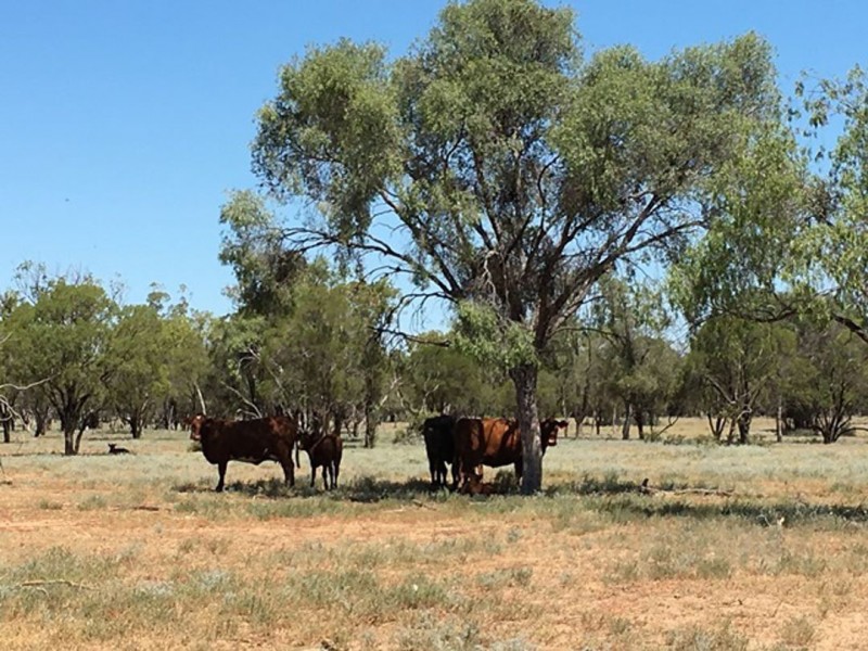 “Bogibel/Kareelah”, Collarenebri NSW 2833